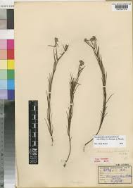 Image result for Haumaniastrum