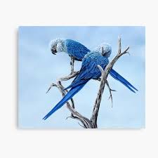 Decoración: Guacamayo Spix