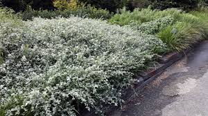 Image result for Helichrysum