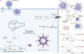 Immune Determinants Of Covid 19 Disease Presentation And Severity Nature Medicine