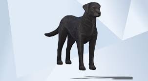 You want a working stock dog, not a show stock if you are going to be duck hunting with the dog. The Sims The Gallery Official Site