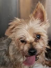 Black And Brown Terrier Mix Animal Id 38652428 Species Dog Breed Terrier Yorkshire Mix Age 4 Years 2 Days Gender Male Size Small Color Brown Black Site Depa Animals Dog Adoption Pet Dogs