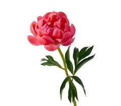 6 Pretty Flowers And Their Symbolic Meanings Flower Meanings Red Peonies Pretty Flowers