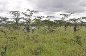 Image result for Pyrostria phyllanthoidea