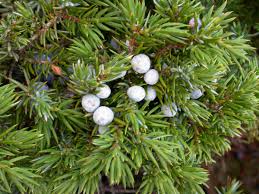 Image result for Cupressaceae