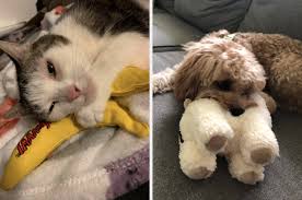 Disney parks signature puzzle pluto the pup. Hkxf8p3 Sdx2nm