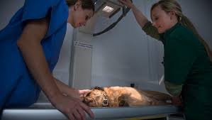 Their powerful noses can also detect viruses, bacteria, and signs of cancer in a person's body or bodily fluids. Prostate Cancer In Dogs Symptoms Causes Treatments Laptrinhx News