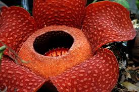 The corpse flower aka titan arum. Naughty By Nature The Most Disgusting And Deadly Flowers Live Science
