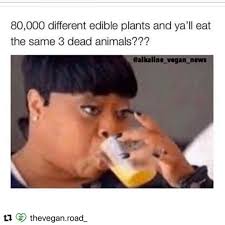Vegan Memes On Instagram Imagine Oh Wait Veganmeme Veganmemes Veganoptions Newvegan Govegan Vegan Memes Funny Vegetarian Quotes Vegan Quotes