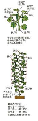 キュウリを上手に育てるポイント Jaいがふるさと
