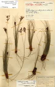 Image result for Bulbostylis contexta