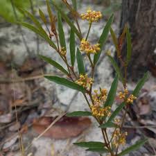 Image result for Multidentia concrescens