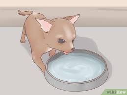Chihuahua puppies will go through a teething stage where they will have the desire to chew. How To Care For Your Chihuahua Puppy With Pictures Wikihow