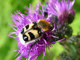 Exhibit predatory and scavenging behavior; Bee Mimics Insects That Look Like Bees But Are Not Friends Of The Earth