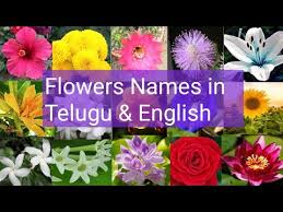 Some are lemon scented, and all can grow up to seven feet. Different Types Of Flowers Names Youtube