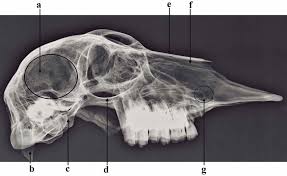 Radiograph Of Lateral View Of The Skull Of Blackbuck Showing Cranial Download Scientific Diagram