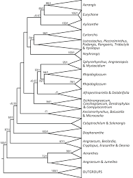 Image result for Kylicanthe rohrii