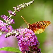 alles over de diervriendelijke tuin tuin vlinderstruik planten