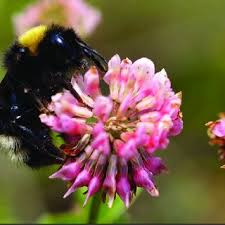 Image result for Bombus pascuorum pallidofacies