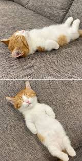 200+ gambar lucu bikin ngakak yang konyol dan gokil abis update terbaru 2018. Gambar Kucing Lucu Sedang Tidur