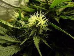 Wie man cannabis erntet & wann ist der beste ernte zeitpunkt hanfsamen kaufen legal hanf anleitungen juni 15, 2018 juni 16, 2018 der anbau von cannabispflanzen wird von der ernte und dem genuss gekrönt. Wann Ist Die Richtige Zeit Um Sein Cannabis Zu Ernten