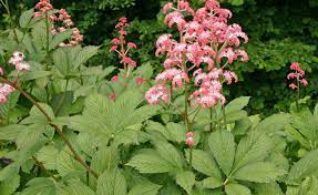 Die 10 schönsten sorten haben wir ihnen hier. Fiederblattriges Schaublatt Pflanzen Und Pflegen Mein Schoner Garten