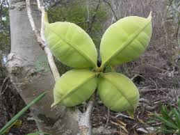 Image result for Hildegardia