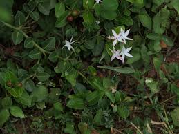 Image result for Carissa spinarum