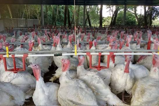 Paraná teve maior crescimento do Brasil nas exportações de carne de peru de janeiro a julho | Governo do Estado do Paraná