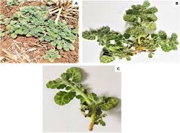 Image result for Coldenia procumbens