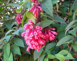 Image result for Cestrum elegans