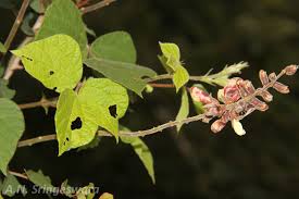 Image result for Rhynchosia viscosa