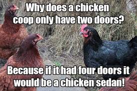 20 Chicken Memes That Are Surprisingly Funny Sayingimages Com Funny looking rooster insisting his point. 20 chicken memes that are surprisingly