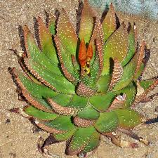 Image result for Aloe aculeata × ortholopha