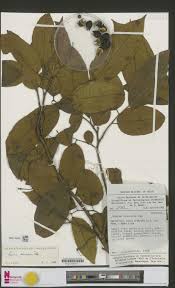 Image result for Sclerocroton