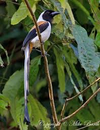 Bird On The Run Pittsburgh Pa 