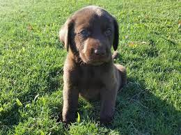 Check spelling or type a new query. Chocolate Lab Female For Sale Tennessee