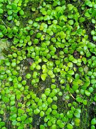 Image result for Pyrrosia rhodesiana