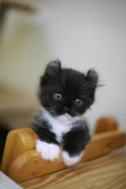 Black And White Kitten Sevimli Kedi Yavrulari Sevimli Kediler Ve Sevimli Hayvan Yavrulari