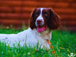 Image result for anglický špringršpaněl