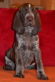 Image result for italský krátkosrstý ohař