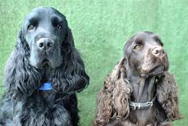 Love Actually's Cocker Spaniel