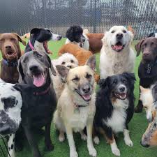 We cater to feline friends too at happy tails pet resort and spa! Happytails Pet Resort Spa Home Facebook