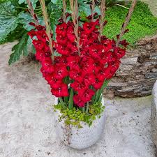 Image result for Gladiolus virgineus
