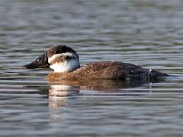 Image result for Leucas deflexa