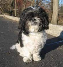 Adopt Max On Petfinder Shih Tzu Dog Cute Puppies Dogs