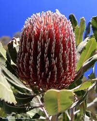 Banksia Menziesii Firewood Banksia Coastal Landscaping Coastal Gardens Coastal Entryway