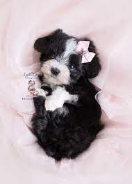 All of our maltipoo puppies come with a health guarantee & references. Maltipoo Puppies South Florida Teacup Puppies Boutique