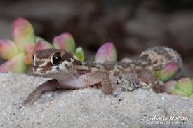 Image result for Pycnostachys orthodonta