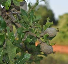 Image result for Gardenia ternifolia